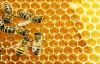 برگزاری اولین دوره تکمیلی پرورش زنبور عسل  در اطاقور لنگرود
